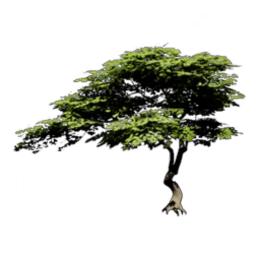 Green Maple Tree I