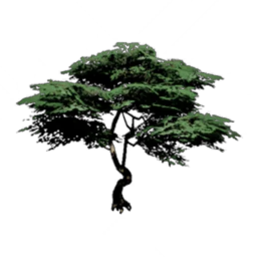 Ancient Maple Tree