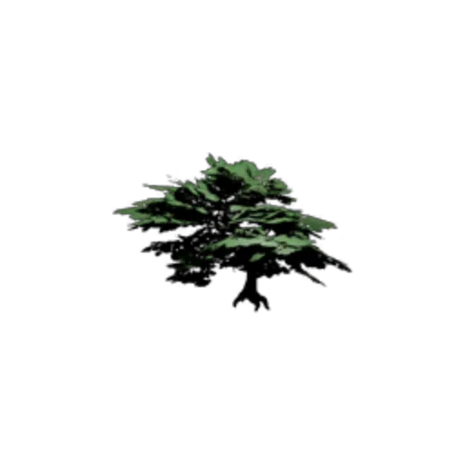 Maple Tree