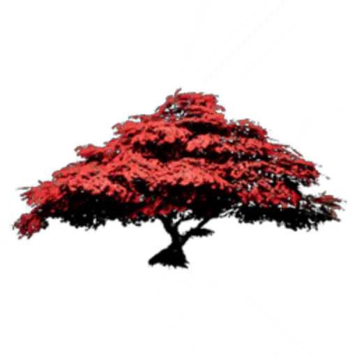 Red Maple Tree I