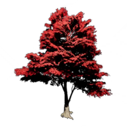 Red Maple Tree II