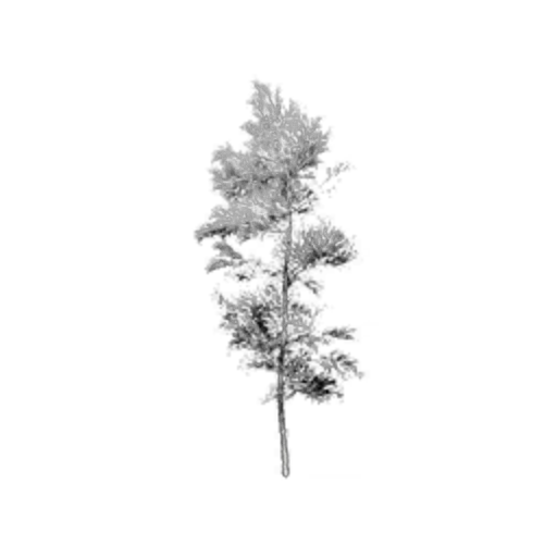 Snowy Short Tree II