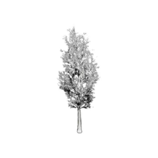 Snowy Short Tree III