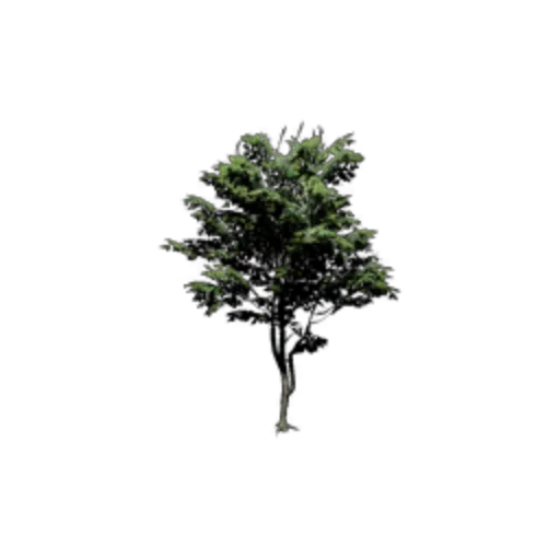 Beech