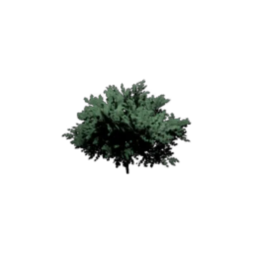 Beech