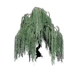 Willow Tree