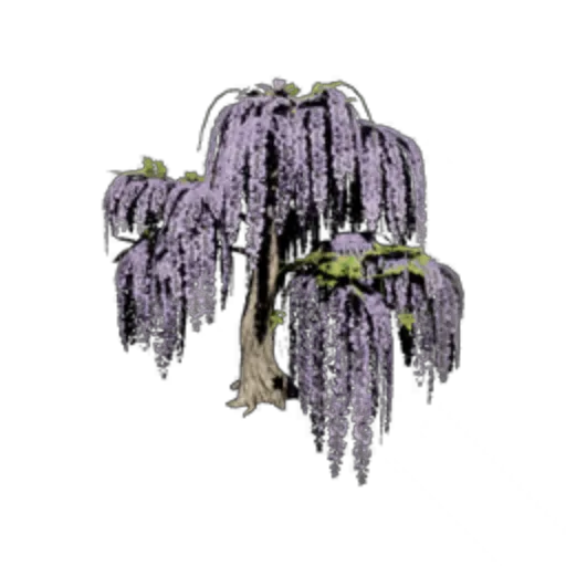 Wisteria Vine