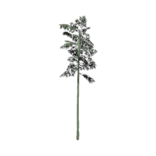 Bamboo