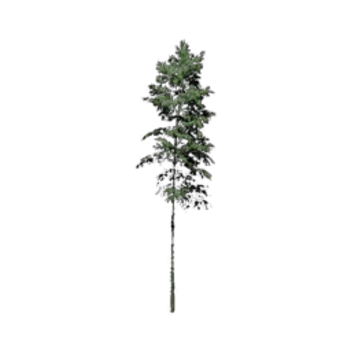 Single Bamboo II