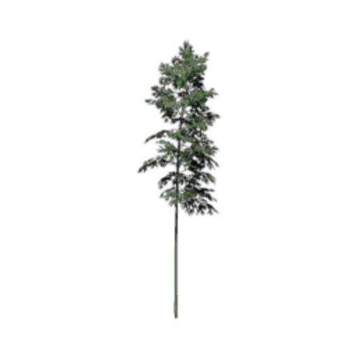 Bamboo