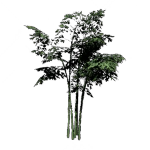 Bamboo