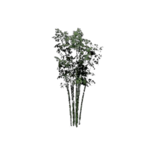 Bamboo
