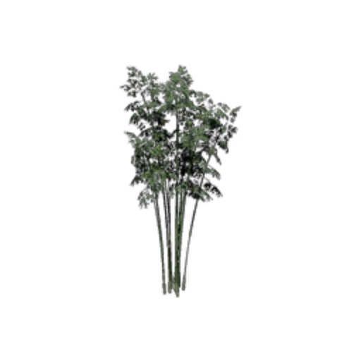 Bamboo
