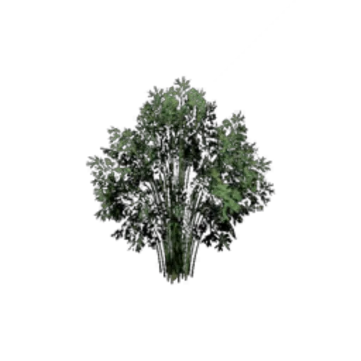 Bamboo Cluster III