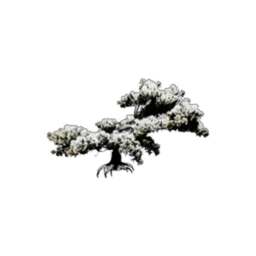 Snow Pine
