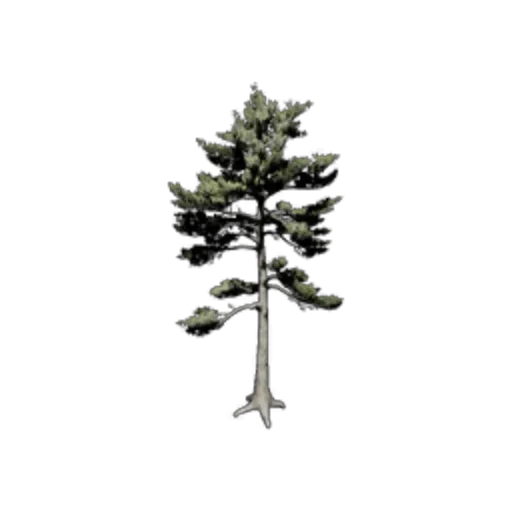 Welcoming Pine