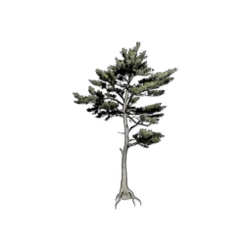 Welcoming Pine