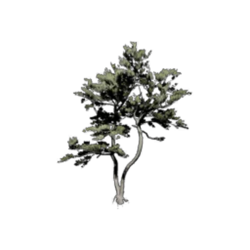Welcoming Pine
