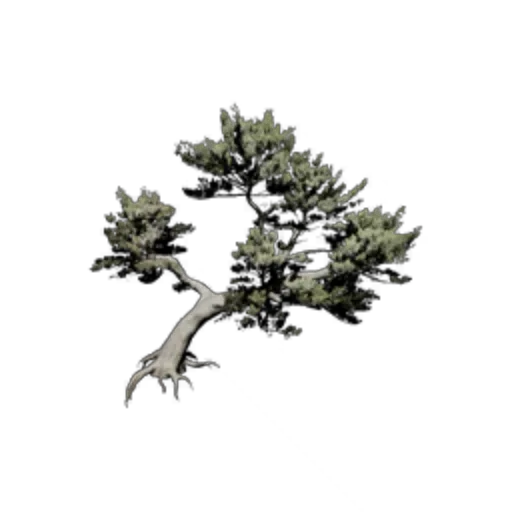 Welcoming Pine