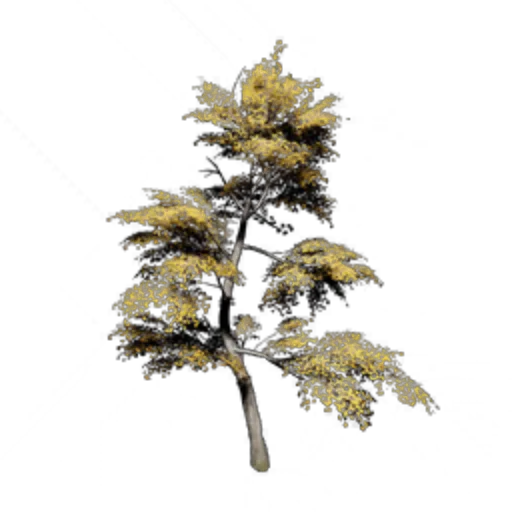 Ginkgo Tree