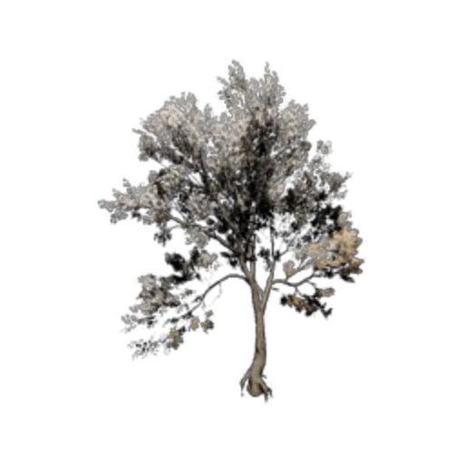 Pear Blossom Tree I