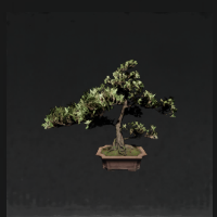 Bonsai