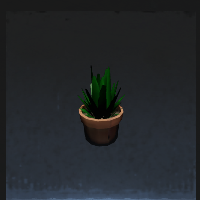 Aloe