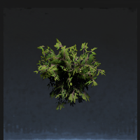 Shrub