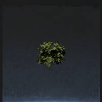 Shrub