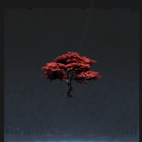 Maple tree