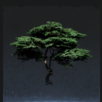 Maple tree