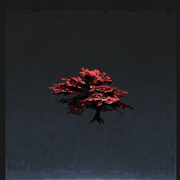 Maple tree