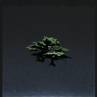 Maple tree