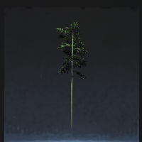 Bamboo