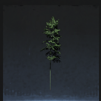 Bamboo