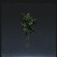 Bamboo