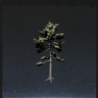 Welcoming pine