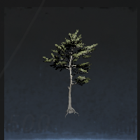 Welcoming pine