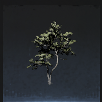 Welcoming pine