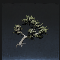 Welcoming pine