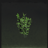 Plant sapling
