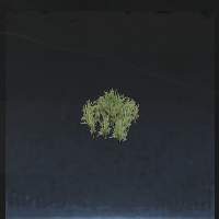 Weed seedling