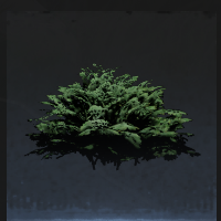 Shrub