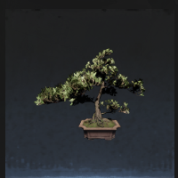 Bonsai