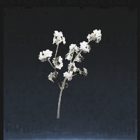Peach blossom petal
