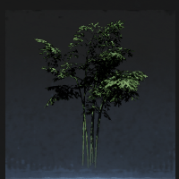 Bamboo