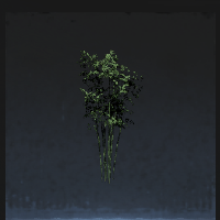 Bamboo