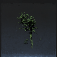 Bamboo