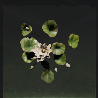 Lotus flower