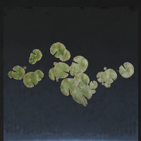 Duckweed